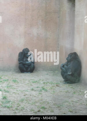 Zucht Gorilla Familie im Prager Zoo. Stockfoto