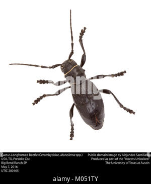 Cactus Longhorned Beetle (Cerambycidae, Moneilema spp.) (26874244131) Stockfoto