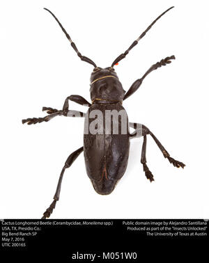 Cactus Longhorned Beetle (Cerambycidae, Moneilema spp.) (26874244201) Stockfoto