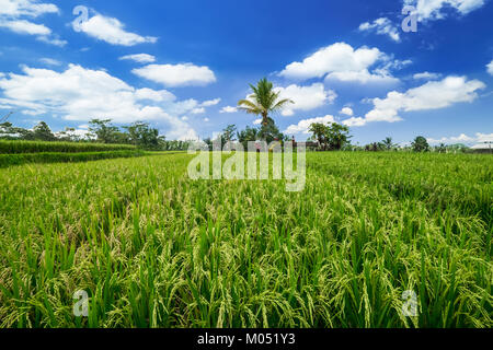 Grüner Reis Ohren Reifung auf dem Feld durch dichten Dschungel unter blauem Himmel in der Nähe von balinesischen Dorf umgeben. Indonesien der traditionellen Landwirtschaft Stockfoto