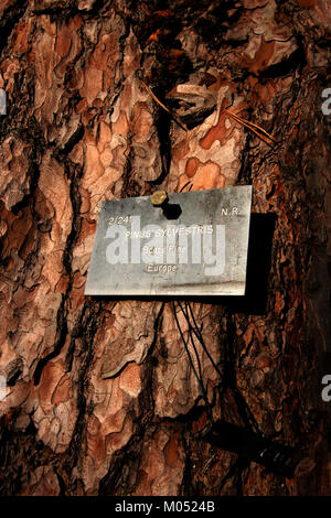 Pinus Sylvestris - Gemeine Kiefer Stockfoto