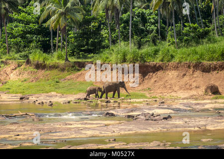 Erwachsener und Kind asiatische Elefanten Fluß in Richtung tropischen Wald. Erstaunliche Tiere in der freien Natur von Sri Lanka Stockfoto
