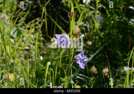 Campanula persicifolia, auch bekannt als Glockenblume, ist eine mehrjährige Pflanze, die in Europa beheimatet ist. Sie ist bekannt für ihre glockenförmigen Blüten und wird oft zu Zierzwecken in Gärten angebaut. Stockfoto