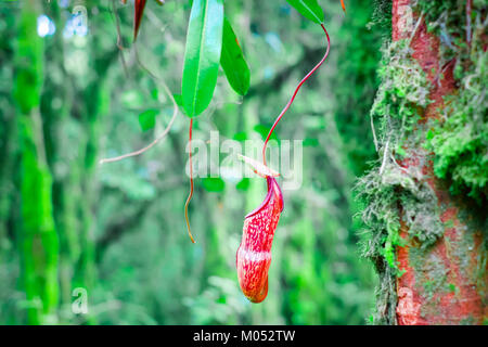 Nepenthes Krug Blumen, exotische fleischfressende Pflanze wächst unter den flauschigen Moos im tropischen Regenwald. Wunderschöne Vegetation im wilden Dschungel Stockfoto