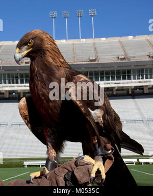 Auburn Maskottchen Bald Eagle Stockfoto