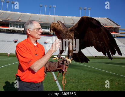 Auburn Maskottchen Bald Eagle Stockfoto