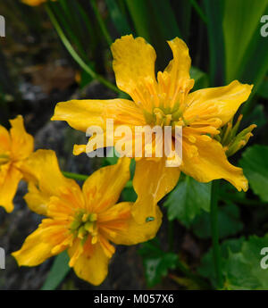 Ein Foto der doppelten Goldsorte von Caltha palustris, allgemein bekannt als Sumpfmarigold. Diese Pflanze zeichnet sich durch ihre hellgelben, doppelschichtigen Blüten aus und wächst typischerweise in Feuchtgebieten und gedeiht in feuchten, gemäßigten Umgebungen. Stockfoto