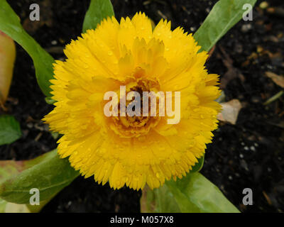 Calendula officinalis Bon Bon gelb Stockfoto