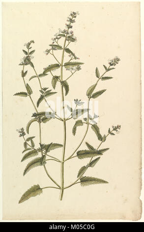 Diese botanische Studie, illustriert vom Metropolitan Museum of Art, zeigt eine Art aus der Familie der Brennnessel (Urtica). Die Abbildung zeigt die Blätter, Blüten und Stiele der Pflanze und spiegelt die detaillierte botanische Kunst wider. Stockfoto