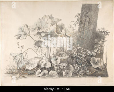 Dieses Kunstwerk zeigt Burdocks, Campions und Brombeere, die an einem Baumstamm an einem Flussufer wachsen. Die Szene zeigt das natürliche Wachstum entlang des Wasserrandes und betont die Interaktion verschiedener Pflanzenarten in einem blühenden Ökosystem. Stockfoto