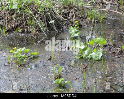Caltha palustris, allgemein bekannt als Sumpfmarigold, ist eine mehrjährige Pflanze, die in Feuchtgebieten in Europa, Asien und Nordamerika vorkommt. Die hellgelben Blüten blühen im Frühjahr und bilden einen lebhaften Kontrast zum Grün der Umgebung. Stockfoto