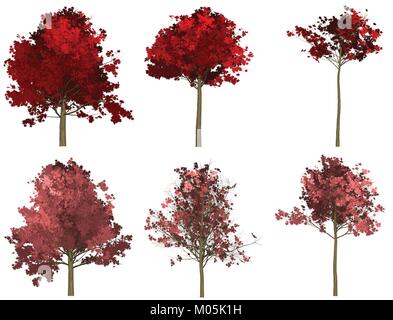 Satz mit 6 roten Ahorn lackiert Vektoren Stock Vektor