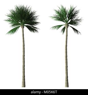 Satz von 2 Painted Green Palm Vektoren Stock Vektor