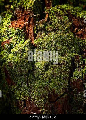 Spring TX USA - 28. März 2017 - Moss on a Dead Tree in a Woods around the Wood Lands TX Stockfoto