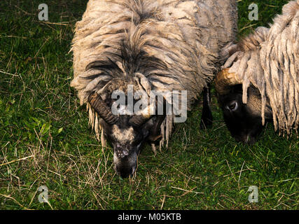 Kamerun Schafe (Ovis aries) essen Gras Stockfoto