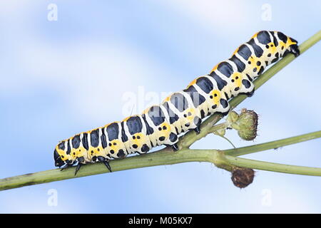 Kopfsalat shark Motte Caterpillar, Cucullia lactucae Stockfoto
