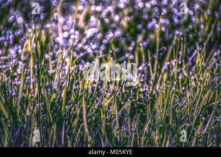 Morgentau auf Gras, Tageslicht und schönen violetten Bokeh. Natur abstrakt. Stockfoto