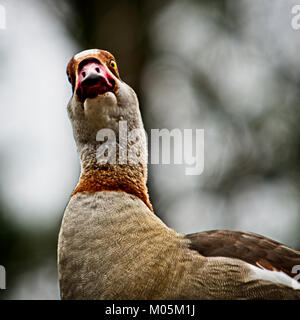 Das Waldland TX USA - Jan. 9, 2018 - Nilgans. Eine der 3 Herden in den USA in North Houston Stockfoto