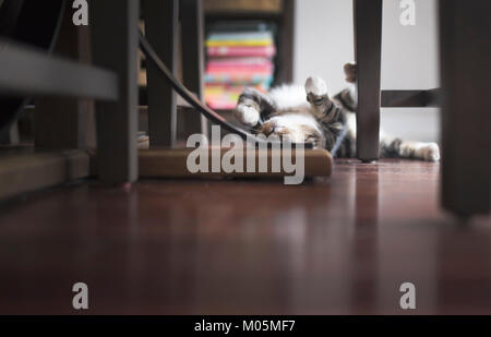 Cat spielt auf dem Boden auf dem Rücken Stockfoto