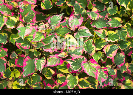 Hosta undulata 'cordata Chamäleon zeigt farbenfrohe Panaschierung auf die Laubbäume folidage in Großbritannien Stockfoto