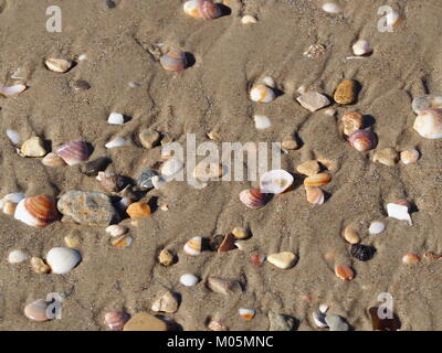 Einfache Muscheln auf dem Bech Stockfoto