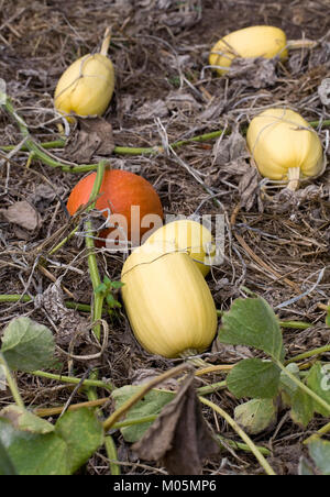 Curcubita pepo. Spaghetti Squash auf die Zuteilung. Stockfoto