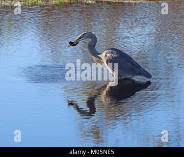 Great Blue Heron im Profil holding Schlange mit Reflexion in ruhigem Wasser Stockfoto