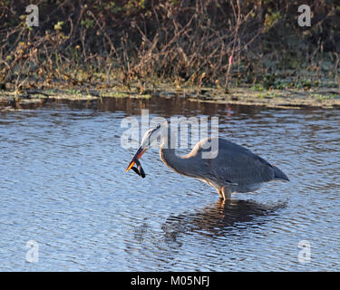 Great Blue heron Angeln für Wasser Schlangen an Paynes Prairie in Florida Stockfoto