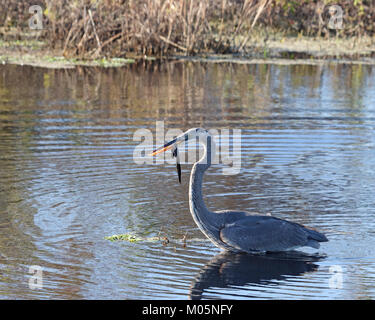 Fischreiher Angeln für Schlangen in der überflutet sevanna an Paynes Prairie State Park erhalten Stockfoto