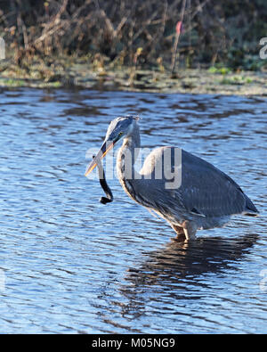 Great Blue heron Angeln für Schlangen in Florida Stockfoto