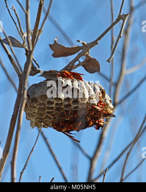 Rotes Papier Wespen auf Bienenkorb in die Äste eines Strauch in Paynes Prairie in Gainesville, Florida erhalten Stockfoto