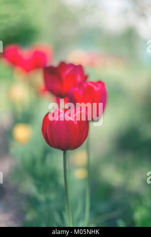 Rote Tulpen blühen auf blured Hintergrund. Selektiver Fokus, Vintage getonten Bild Stockfoto