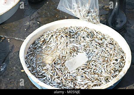 "Cicinielli": kleine Fische in einem Feld in Neapel, Italien - Fischmarkt Stockfoto