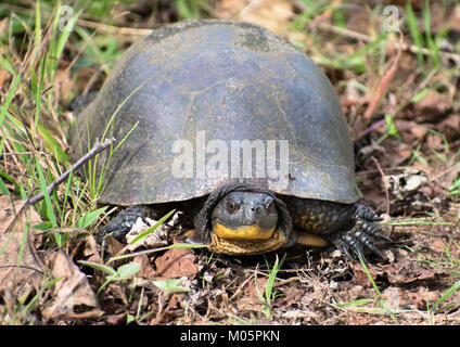 blanding's Schildkröte kriecht auf dem Boden Stockfoto