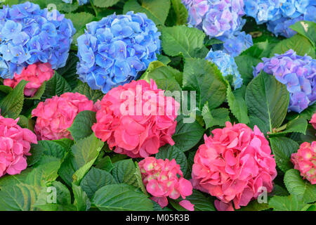 Rosa und Blaue Hortensie (Hydrangea macrophylla) in einem Garten Stockfoto