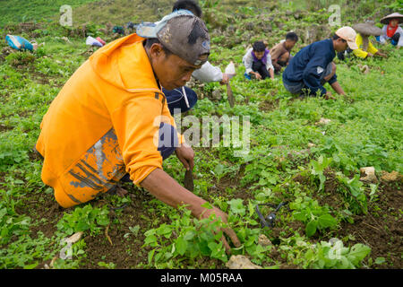 Filipino Landarbeiter arbeiten mit einem einfachen Werkzeug Hand Unkraut ersticken Jungen Kohlpflanzen zu entfernen. Stockfoto