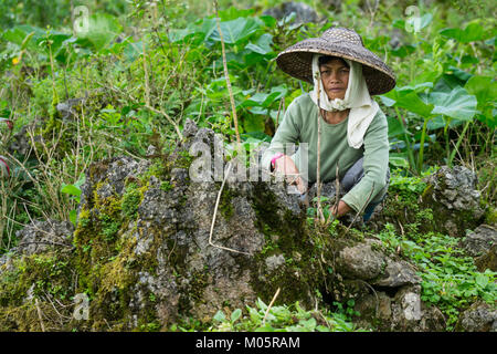 Filipino Landarbeiter arbeiten mit einem einfachen Werkzeug Hand Unkraut ersticken Jungen Kohlpflanzen zu entfernen. Stockfoto