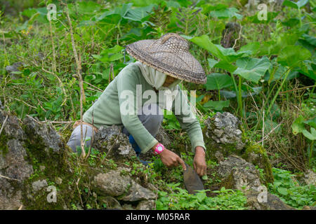 Filipino Landarbeiter arbeiten mit einem einfachen Werkzeug Hand Unkraut ersticken Jungen Kohlpflanzen zu entfernen. Stockfoto