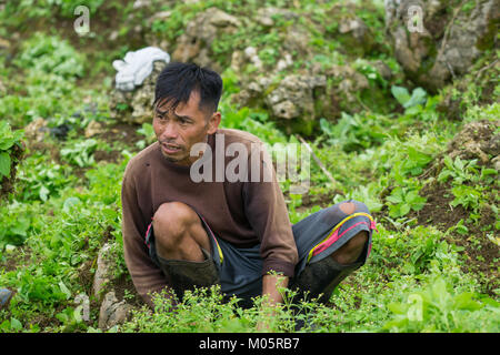 Filipino Landarbeiter arbeiten mit einem einfachen Werkzeug Hand Unkraut ersticken Jungen Kohlpflanzen zu entfernen. Stockfoto