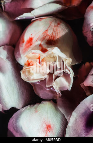 Blütenblätter von weiß-rosa Blüten in Wasser mit Blut. Blumenkunst Hintergrund Stockfoto