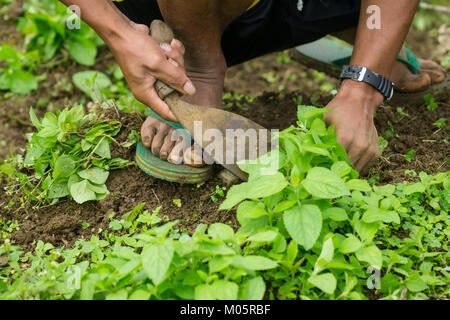 Filipino Landarbeiter arbeiten mit einem einfachen Werkzeug Hand Unkraut ersticken Jungen Kohlpflanzen zu entfernen. Stockfoto