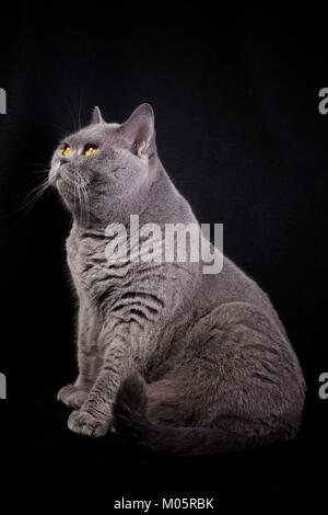 Grauen Kurzhaar Katze British sitzt auf einem schwarzen Hintergrund und nachschlagen Stockfoto