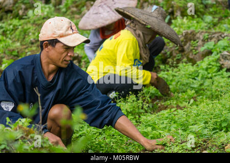 Filipino Landarbeiter arbeiten mit einem einfachen Werkzeug Hand Unkraut ersticken Jungen Kohlpflanzen zu entfernen. Stockfoto