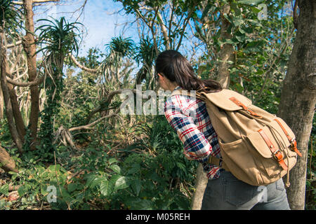 Rückansicht Foto von Young Professional Female jungle Forscher tragen Rucksack Wald auf natürliche Baumansicht und Wandern entspannen im Sommer. Stockfoto