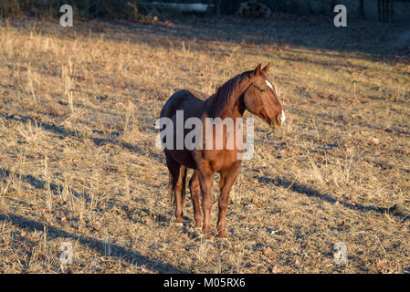 Horse Portrait bei Sonnenuntergang Stockfoto