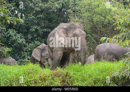 Borneo Pygmy Elefanten (‎Elephas maximus Borneensis), Sukau Kinabatangan, Borneo, Sabah, Malaysia Stockfoto