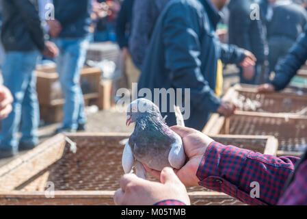 Kunden sieht bei live Tauben in einem Käfig für Verkauf am Pigeon Basar in Istanbul in der Türkei gehalten. Stockfoto