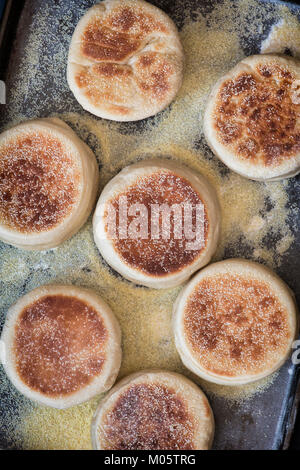 Frisch gebackene Muffins Stockfoto