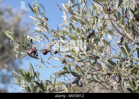 Ast mit lila Oliven öl, flachen konzentrieren. Kalabrien, Italien. Stockfoto