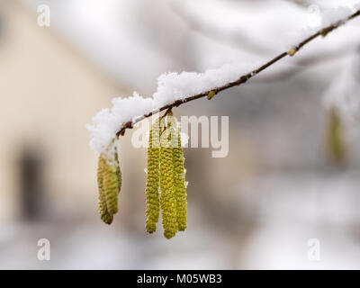 Blüte von Hasel, bedeckt mit Schnee im Winter, Wien Österreich Stockfoto